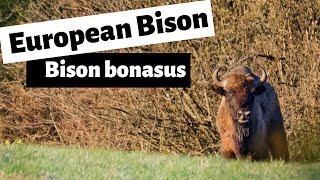 Wisent -European bison reintroduction (Bison bonasus): Conservation success?  (Poloniny, Slovakia)