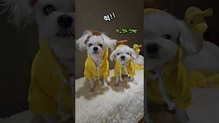 못생겨도 당당한 꽃개들  #빨간내복야코  #하루또이틀 #웃긴영상 #funny #cute #dogshorts