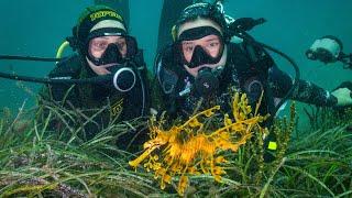 Unlocking Seadragon Secrets of the Great Southern Reef: Citizen Science & SeadragonSearch