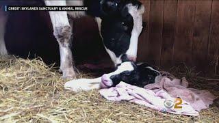 Cow That Escaped Slaughter House Gives Birth