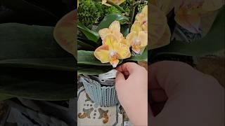 Фаленопсис Лимпопо - яркий красавчик #орхидеи #orchid #shorts #оранжерея #flowers #phalenopsis