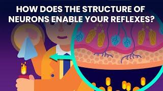 How Neurons Connect!