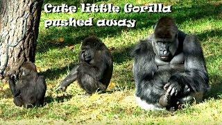 🟢 Cute Little Gorilla Pushed Away by Older Gorilla!