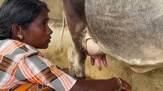 Village life cow milking | Hand milking | Old style