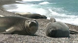 Foca en 4K - Seal 4K