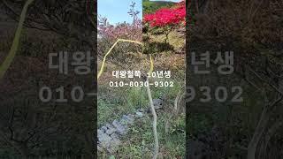대왕철쭉 10년생 있습니다 #대왕철쭉 #교목 #나무 #철쭉