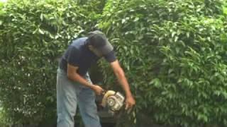 Hedge care and Trimming by Chris Orser Landscaping