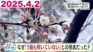 【教えて！斎藤さん！　サクラ標本木のギモン】福テレ空ネット（2025年4月2日放送)