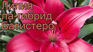 Лилия ла-гибрид Батистеро (lilium)  лилия Батистеро обзор: как сажать луковицы лилии Батистеро