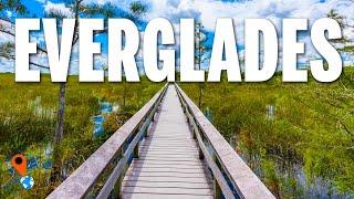 EVERGLADES National Park | Your QUICK GUIDE! | Travel Video