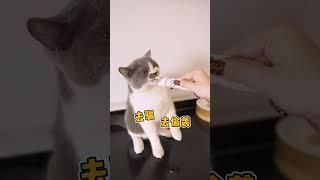 你想象不到的猫咪冷知识，看看你知道几个？#科学养宠攻略 #猫咪冷知识 #猫 猫奴十三