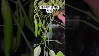 첫수확의 즐거움 소소한 행복이란 별거아닌거… #새싹 #베란다텃밭 #수확 #고추 #화분 #행복 #별거아닌