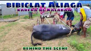 bibiclat Aliaga Karera ng Kalabaw behind the scene