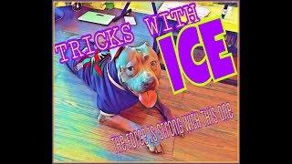 WAG TV presents TRICKS WITH ICE! Petlovers addition