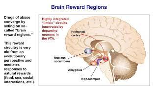 The Biology of Addiction