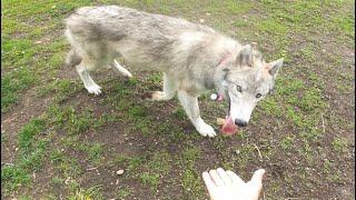 High Content Wolf Dog Meets Belgian Malinois At Dog Park