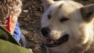 These Dogs Protect Humans from Polar Bears | BBC Earth