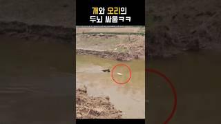 개와 오리의 두뇌싸움
