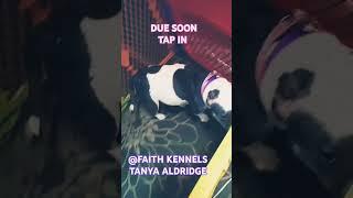 M.B.C. KENNELS PRESENTS FAITH KENNELS TANYA ALDRIDGE