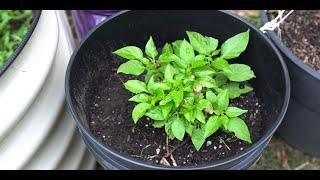 2024 Super Hot Grow Series Ep02 - Transplanting Overwintered Peppers