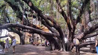 Lahaina banyan tree is ONE BIG Maui banyan tree in Hawaii! West Maui