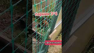 почему не сажу ничего в парник ?