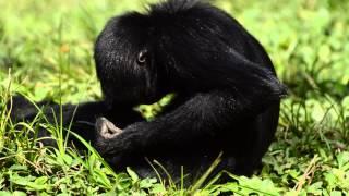 Female spider monkey grooming || La Senda Verde