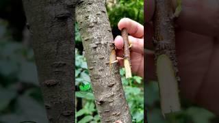 Plants grafting techniques for peach fruit plant grafting best method ever1 #satisfying #fyp #asmr