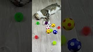 Cat barsik reverse video ASMR #cat #catvideos #kitten #billi