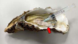 Strange Organ Inside a Oyster! - Oyster Dissection