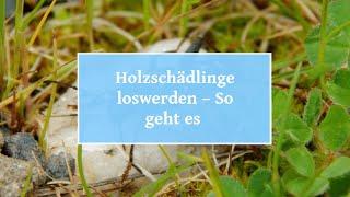   Holzschädlinge loswerden – So geht es am besten