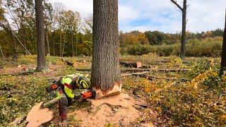 Těžba dubů nejvyšší kvality na aukci kulatiny do Deblic @Czechforest.