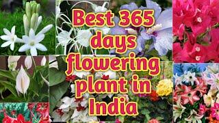 Best 365 Days Flowering Plants In India [ That Can Be Grown In Pots ] पूरे साल फूल देने वाला पौधा