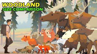 Woodland Animals Size Comparison | Animal Animation