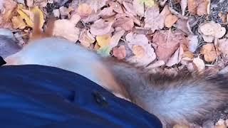 Любопытная белка забралась на меня во время прогулки по Нескучному саду