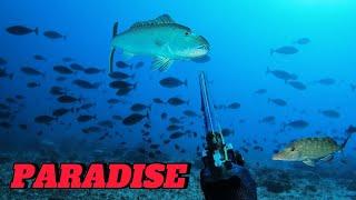 CATCH N' SELL || SPEARFISHING PHILIPPINES || BANTON ROMBLON || MEL SPEARFISHING TV!