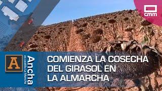 Comienza la cosecha del girasol en La Almarcha