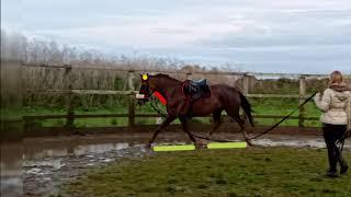 Comparison of lunging aids | Equine rehabilitation and training.