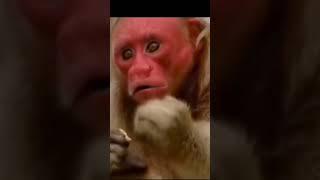 Nature #Qudrat #Bald Uakari#Monkey