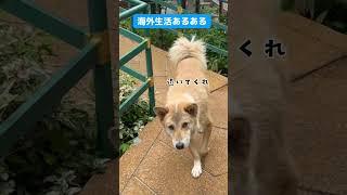 慣れると犬の表情で襲ってこないのわかるらしいけど本当？#海外生活#海外生活あるある#海外移住#世界試住