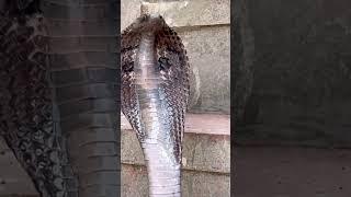 Big size cobra snake #viralshort #spectaclecobra #cobra #animals