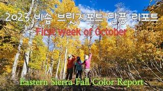 2023 비숍 브릿지포트 단풍 리포트 Eastern Sierra Fall Color Report