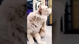 #kitten #pets #funnyimages