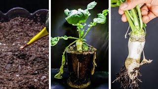 Growing White Radish from Seed to Harvest (35-day Time Lapse)