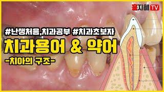 [난생처음,치과공부] #3.치아의 구조에 따른 치과용어 및 약어