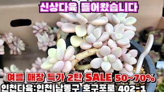 [인천다육]️여름 매장 특가 2탄 SALE 50~70%한정수량 손해보고 팔아유 인천 남동구 호구포로 402-1 ️ 010-5316-7402