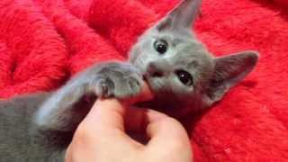 Russian Blue Kitten/ Cat- SOOO CUTE! Check it out