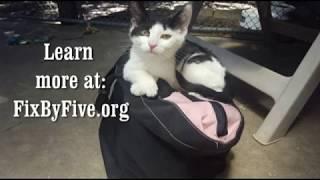 All For Animals TV Extra: Feline Fix By Five