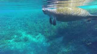 manatee at Silver Springs State Park