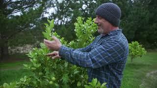 Simple Tips To Help Keep Your Citrus Trees Healthy